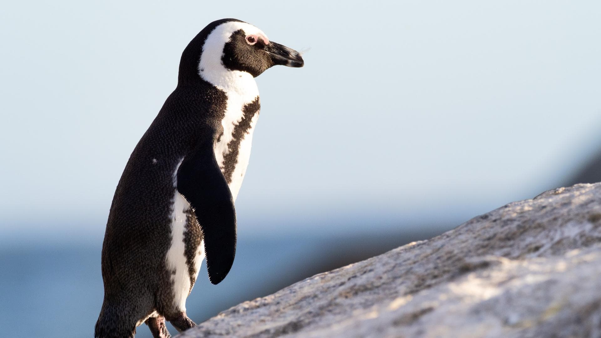 Pinguin auf einem Stein