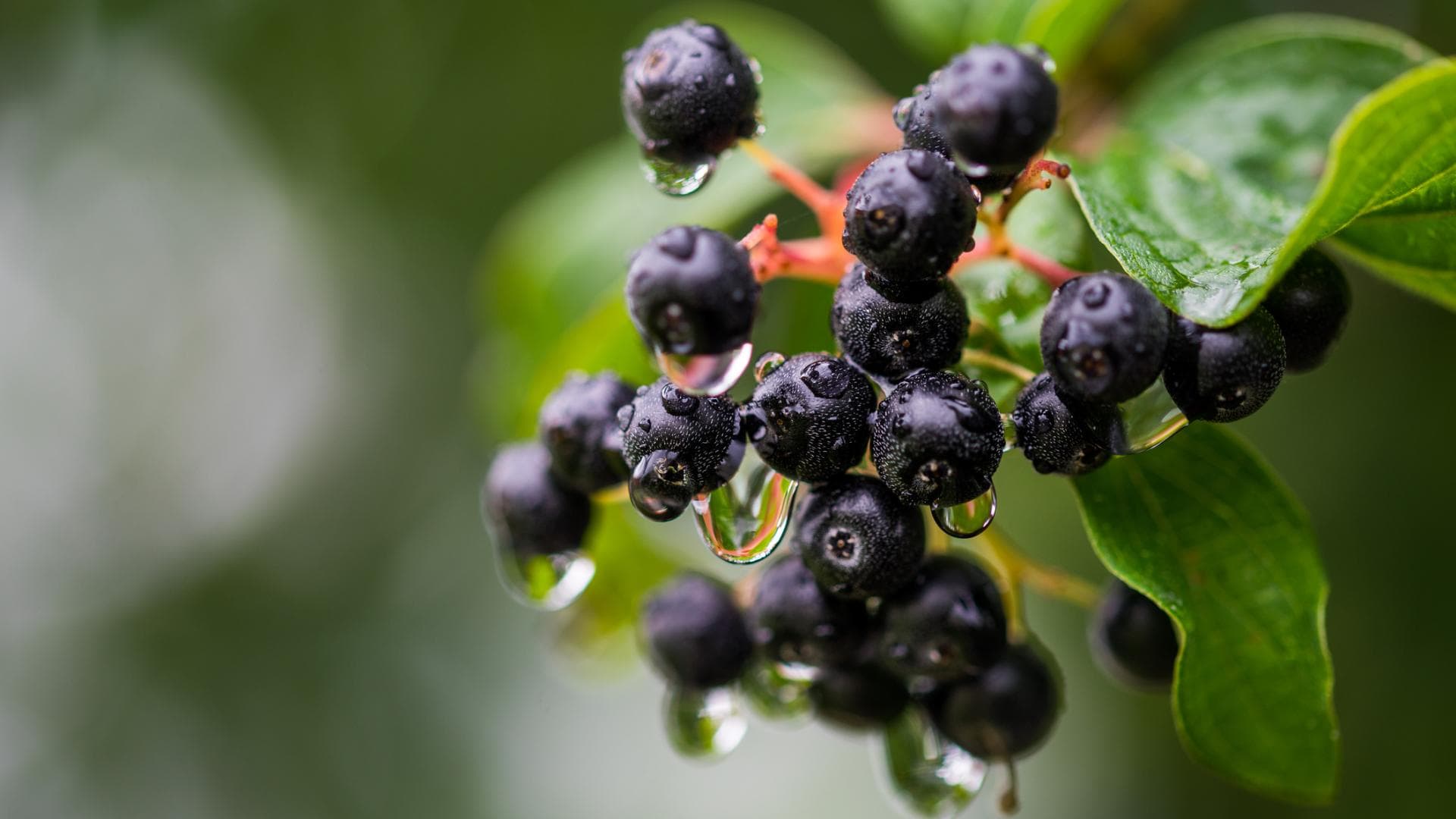 Aronia