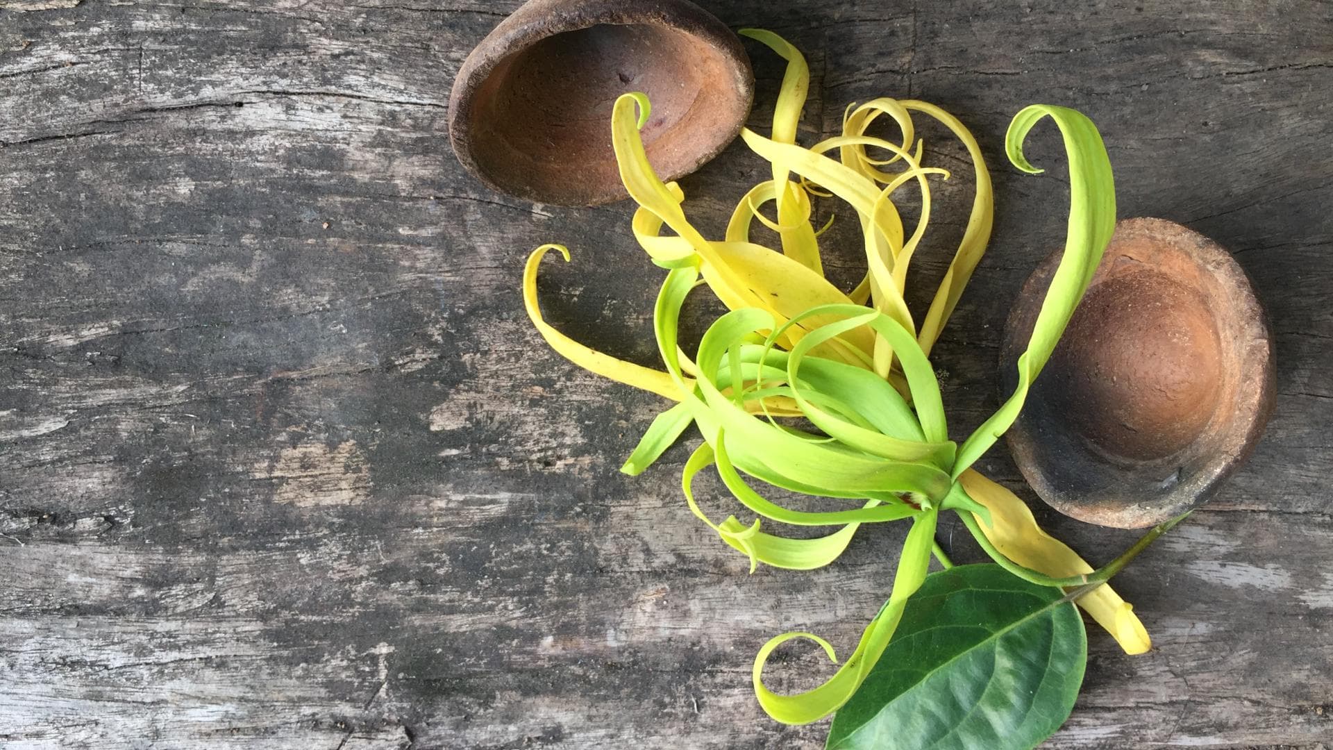 Ylang-Ylang Blüte auf einem Holztisch