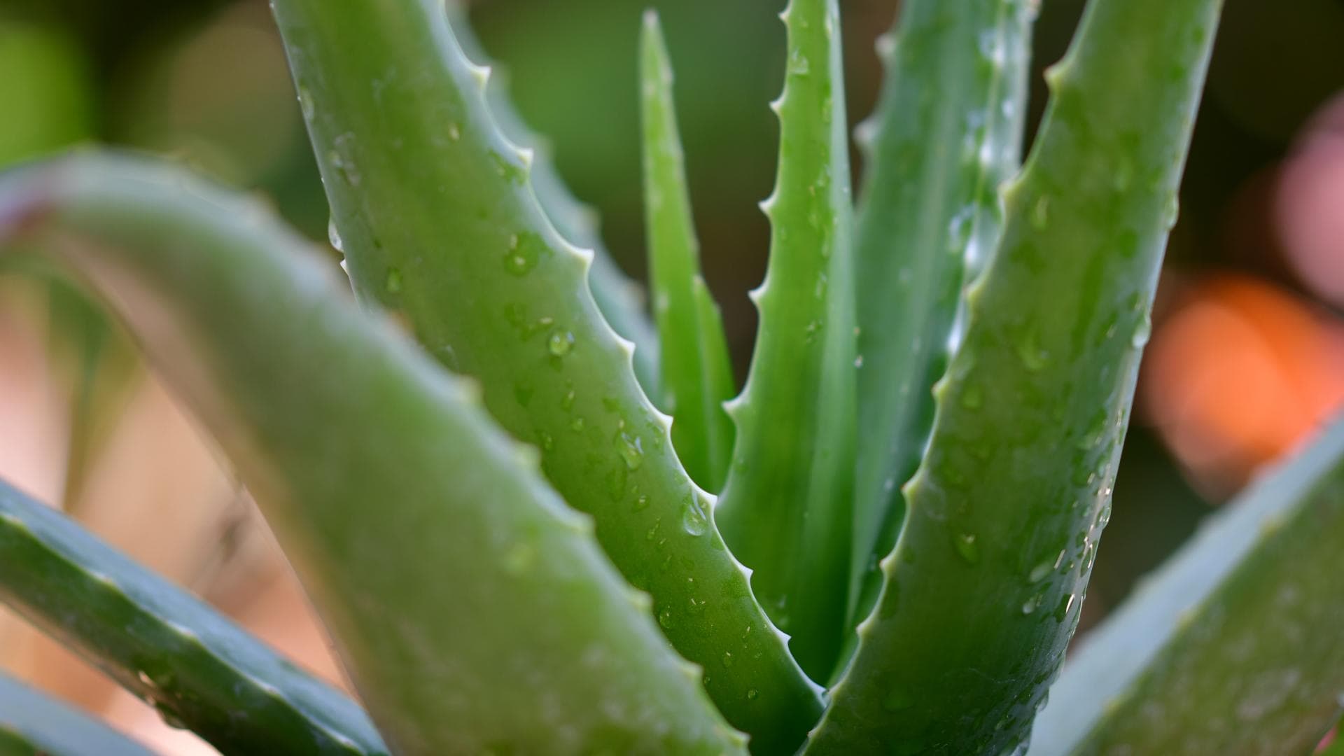 Aloe Vera