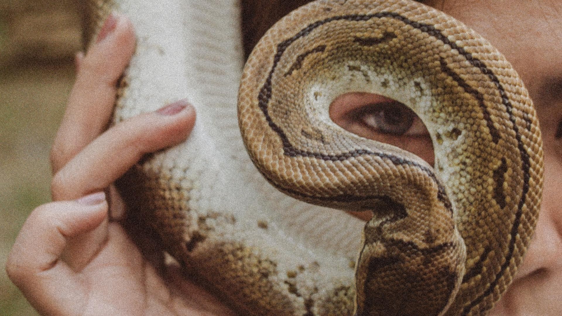 Schlange im Gesicht von einer Frau