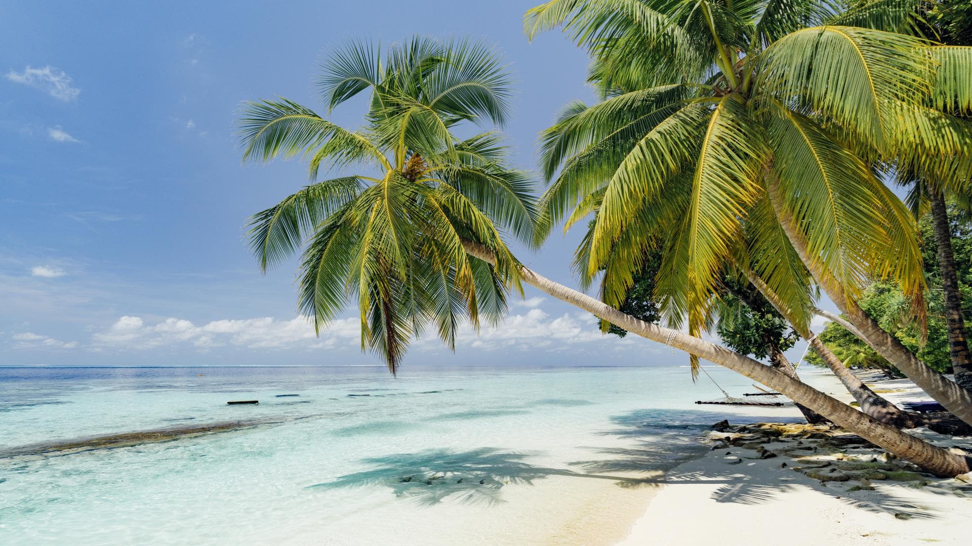 Strand mit Palmen