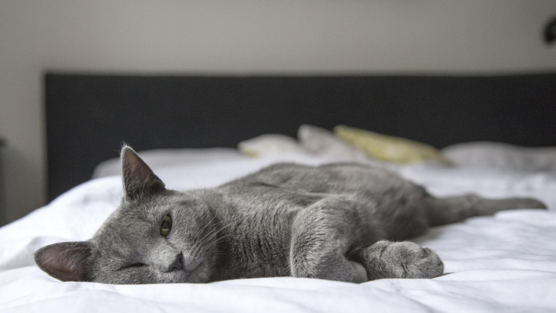 Katzennamen männlich