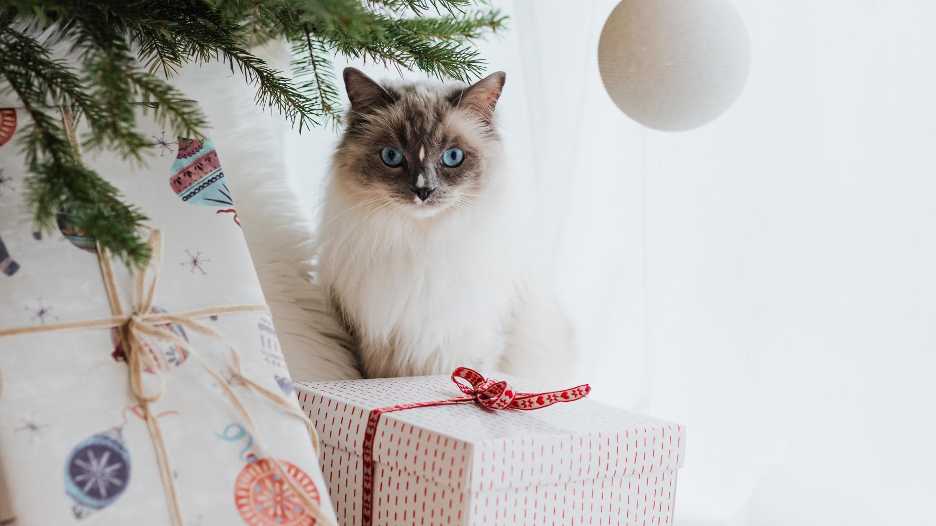 Katzen Adventskalender
