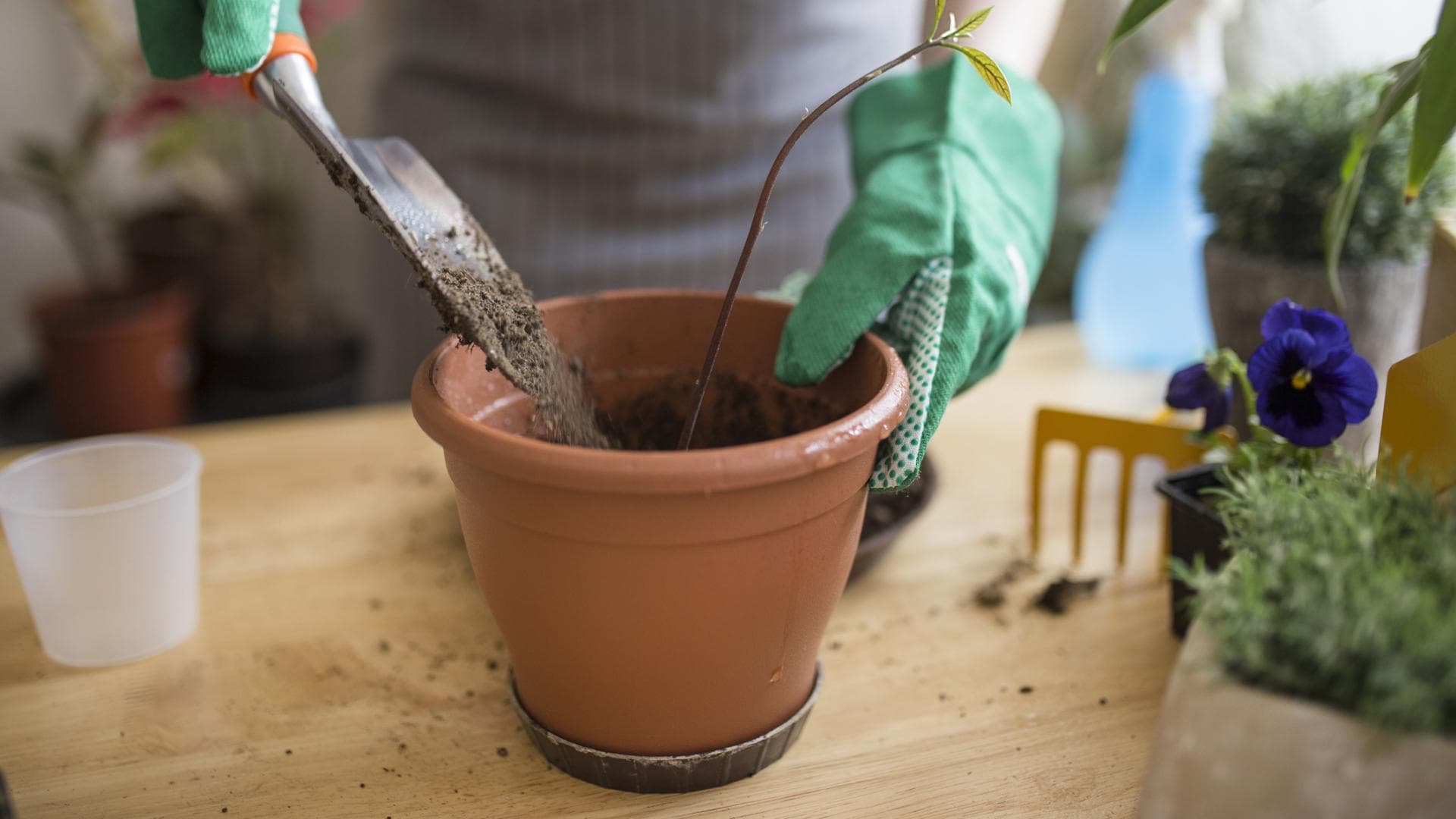 Avocadokern wird eingepflanzt