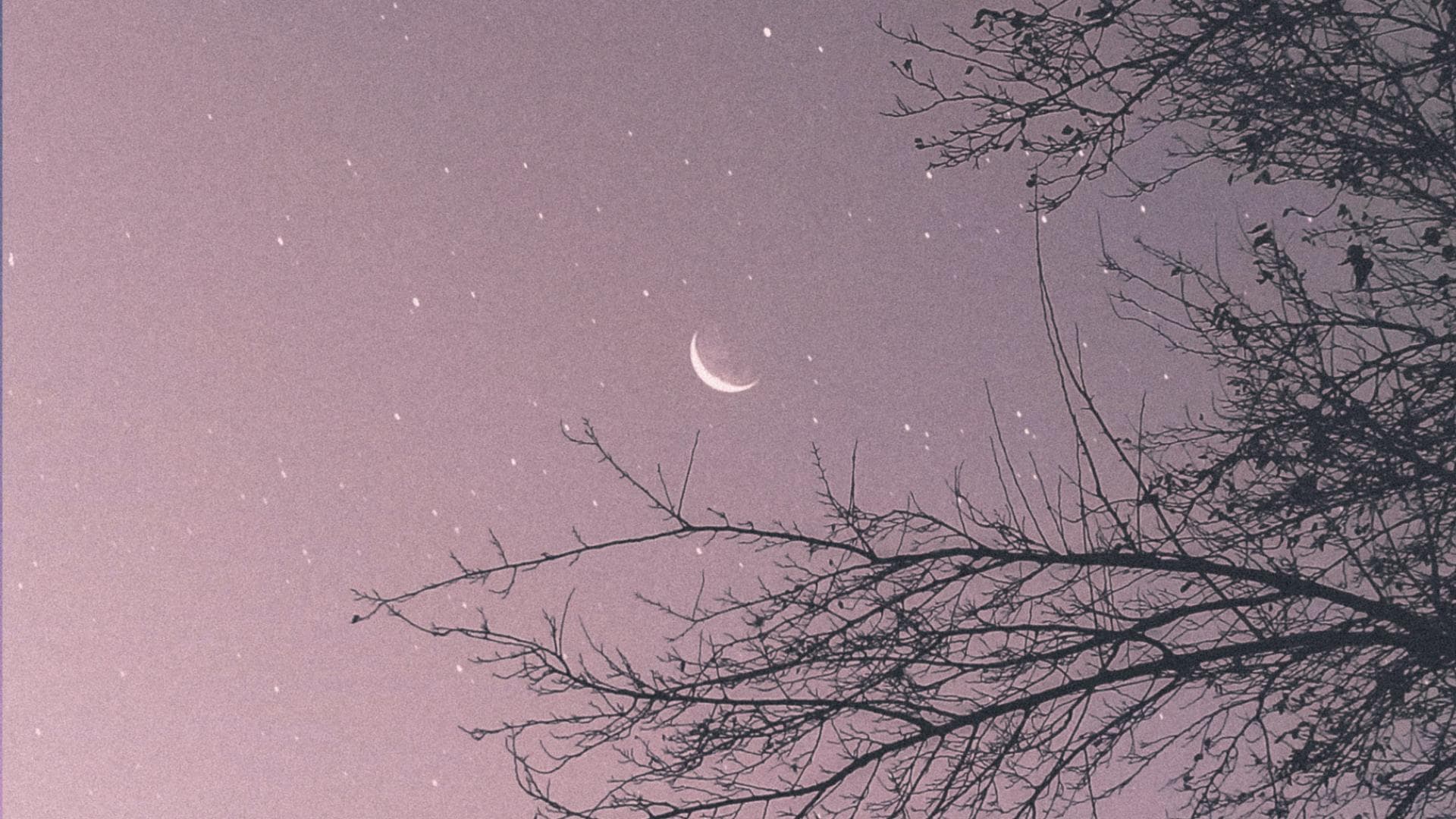 Mond am Himmel zwischen Bäumen