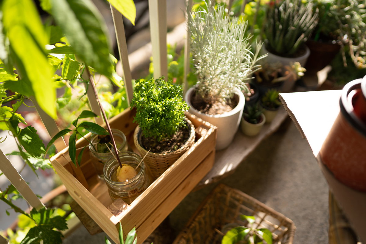 Kräutergarten Balkon: Mit diesen Tipps klappt's