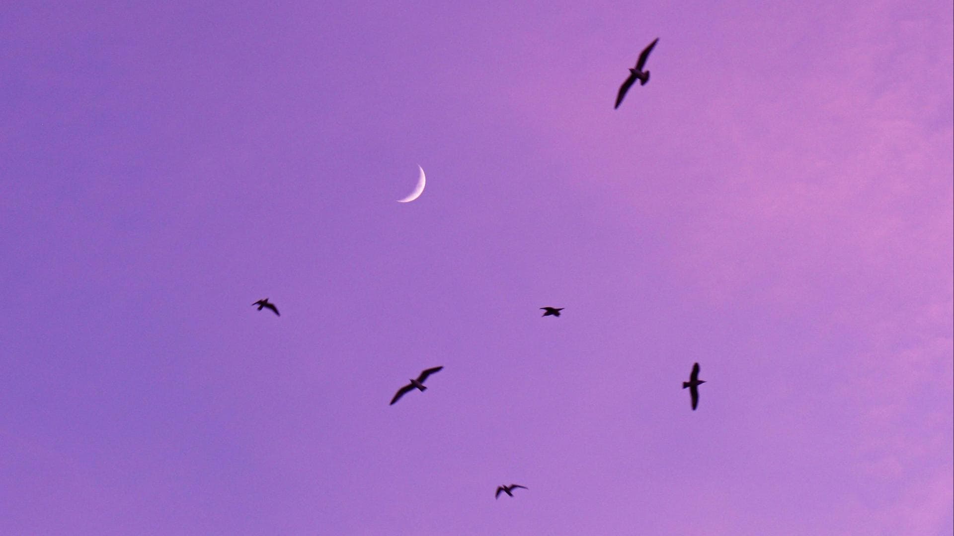 Halbmond und Vögel am rosafarbenen Himmel
