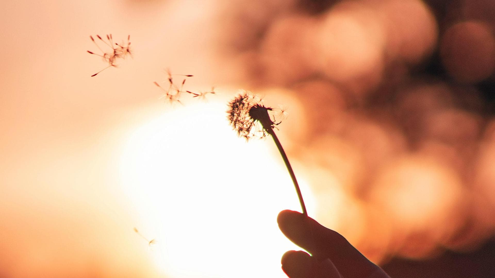 Puseblume im Sonnenuntergang