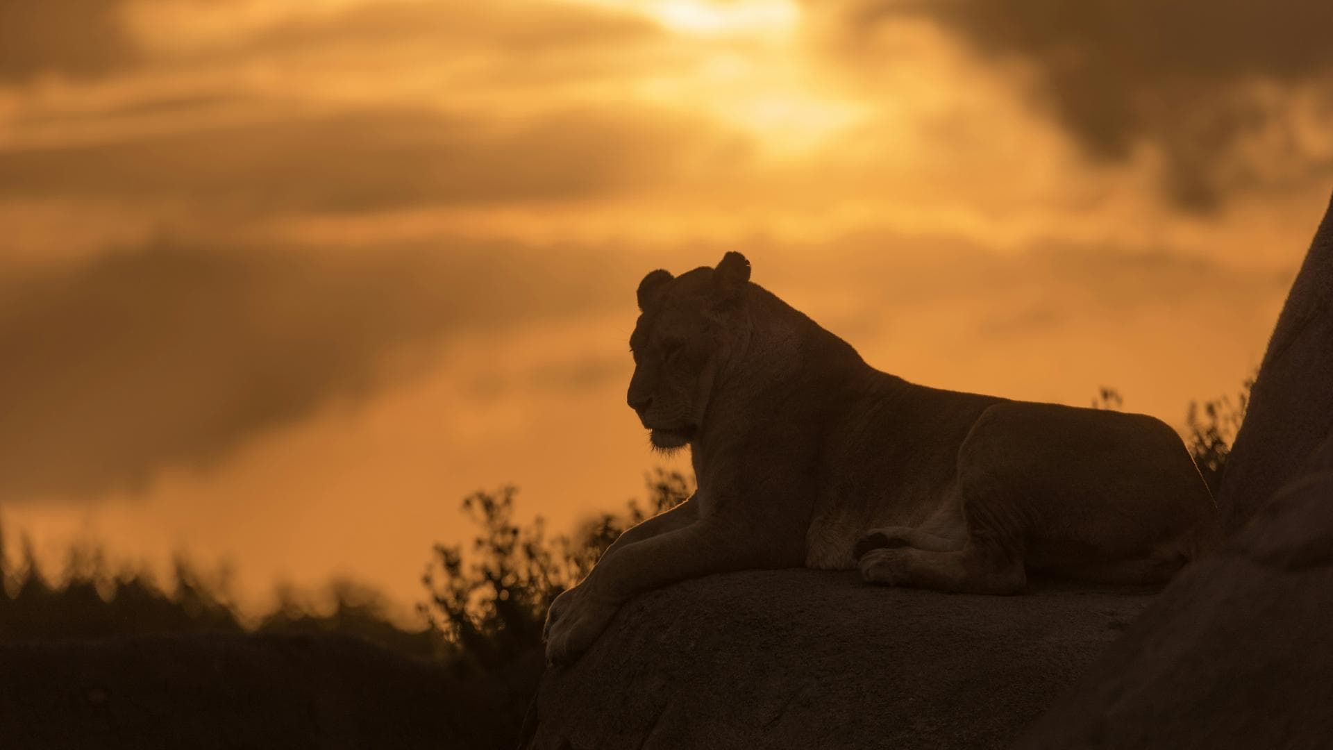 Löwe vor Sonnenuntergang