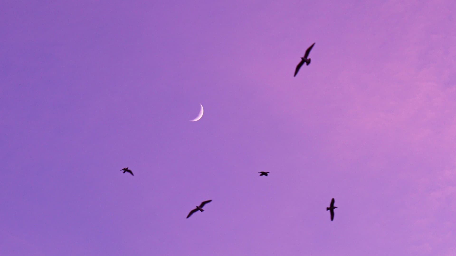 Sichelmond an lila Abendhimmel