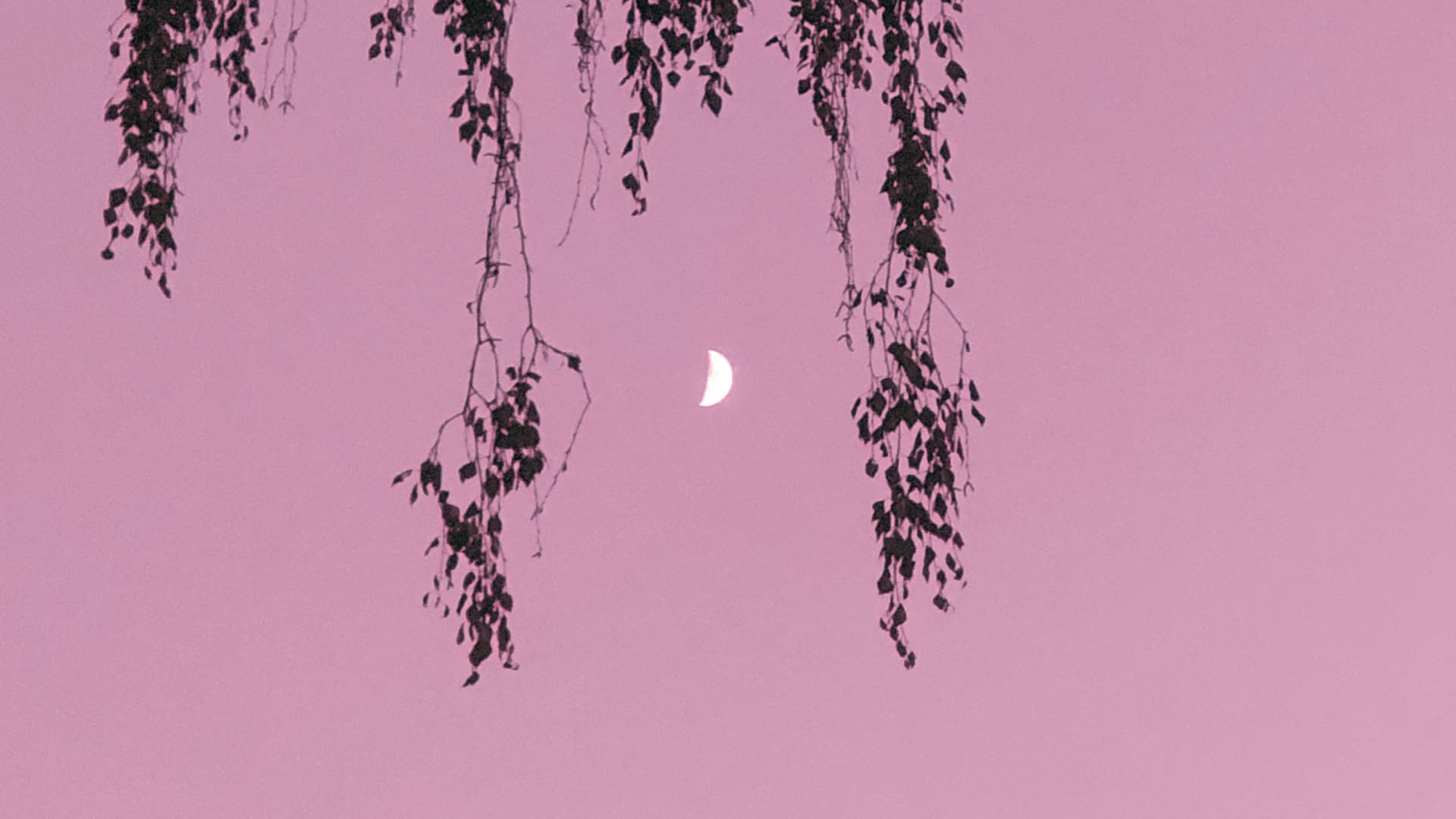 Rosa Himmel mit Mond