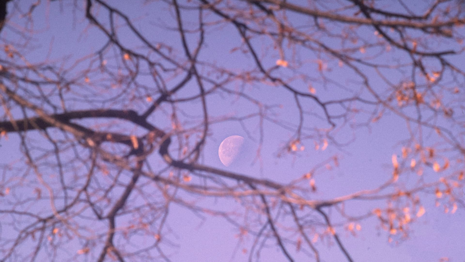 Halbmond scheint durch Zweige