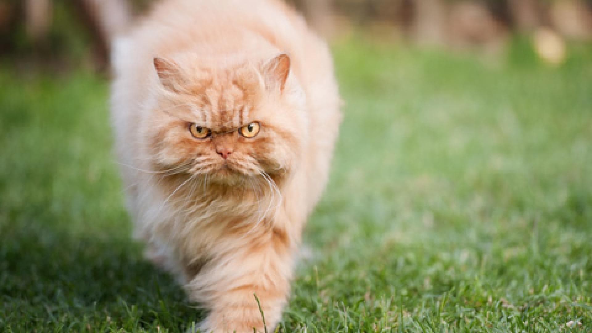 garfi-1992455.jpg