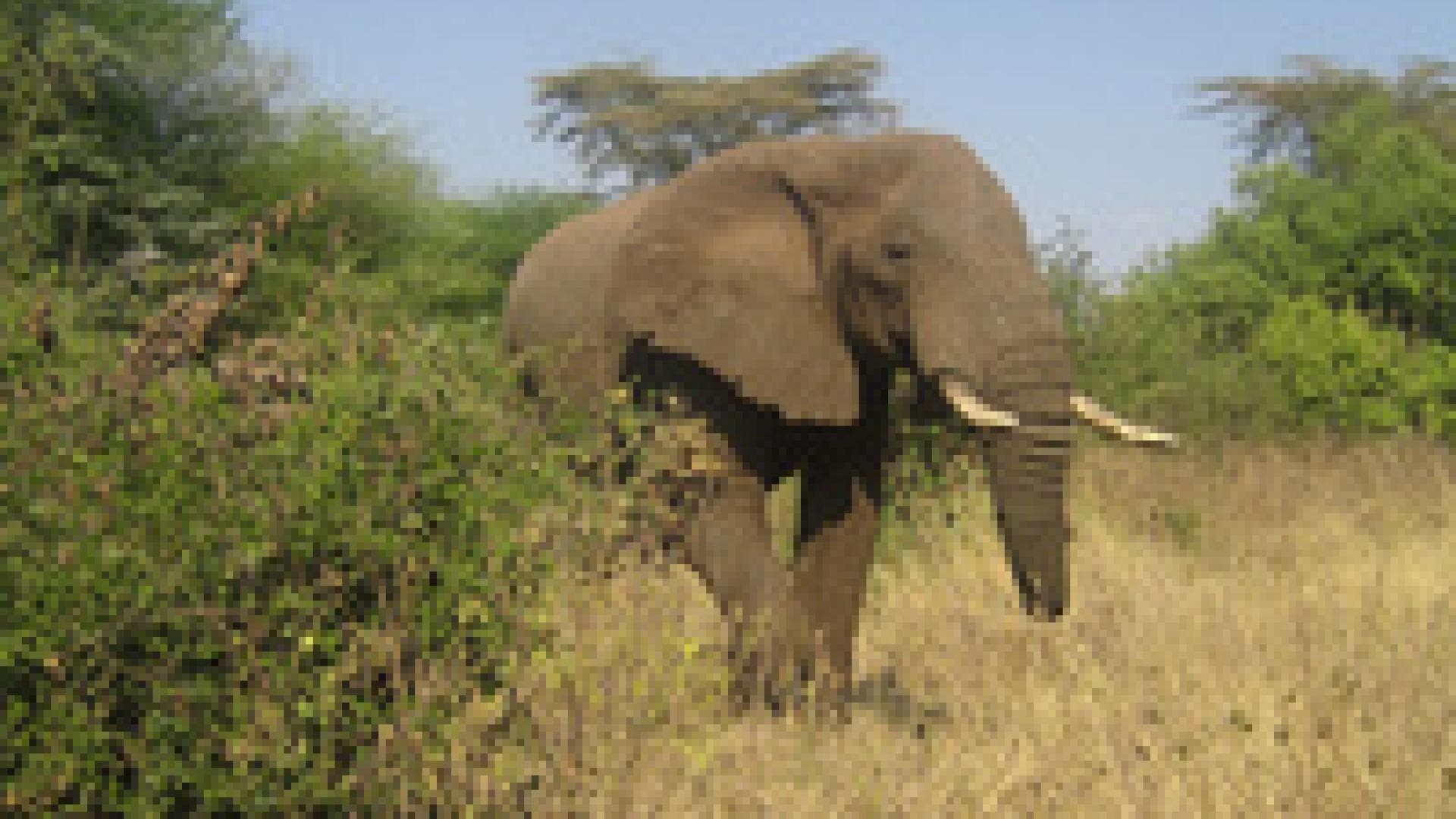 Auf Safari in Tansania