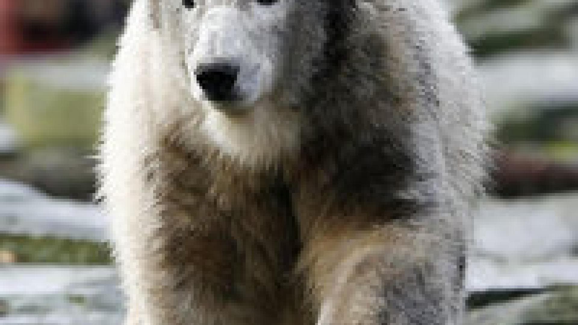 Die nervigsten Promis 2007