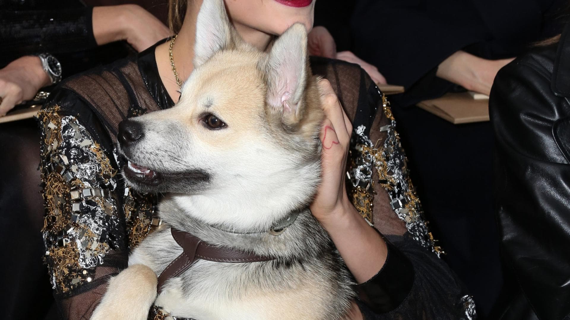 Stars und ihre Hunde