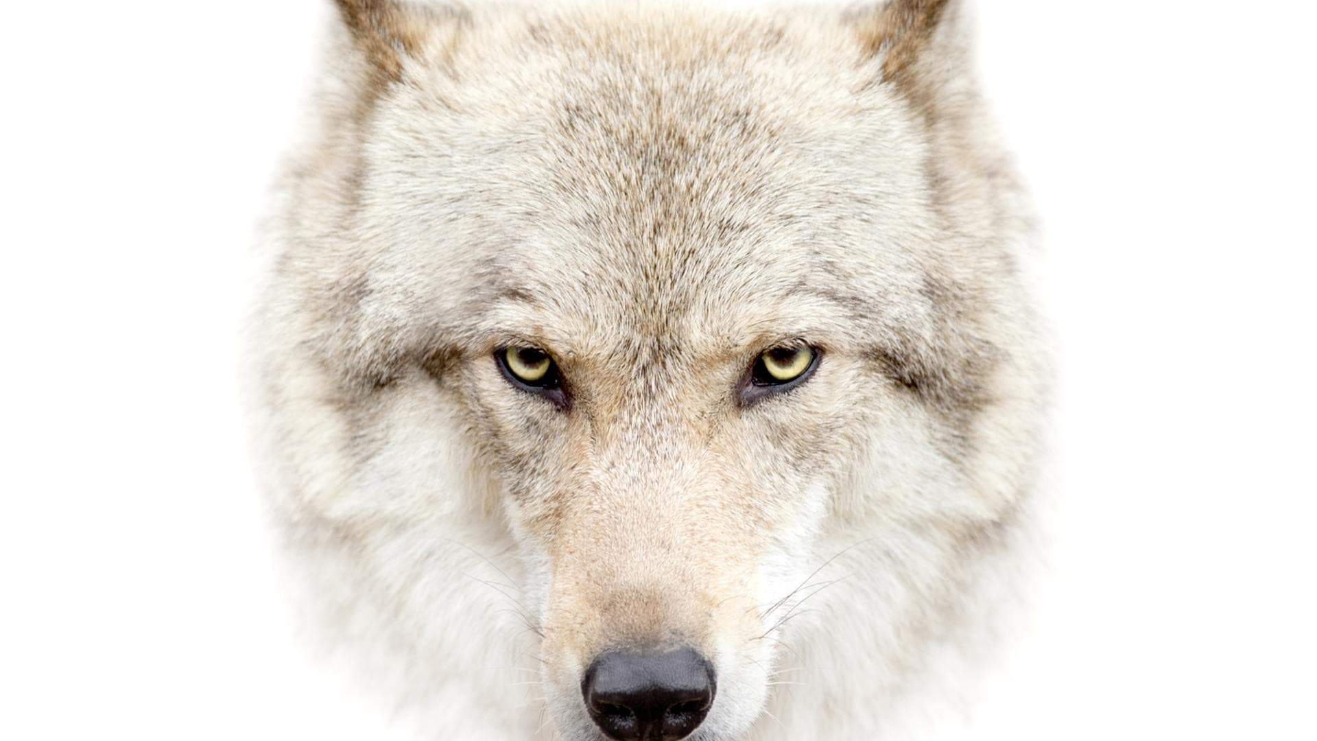 direwolf