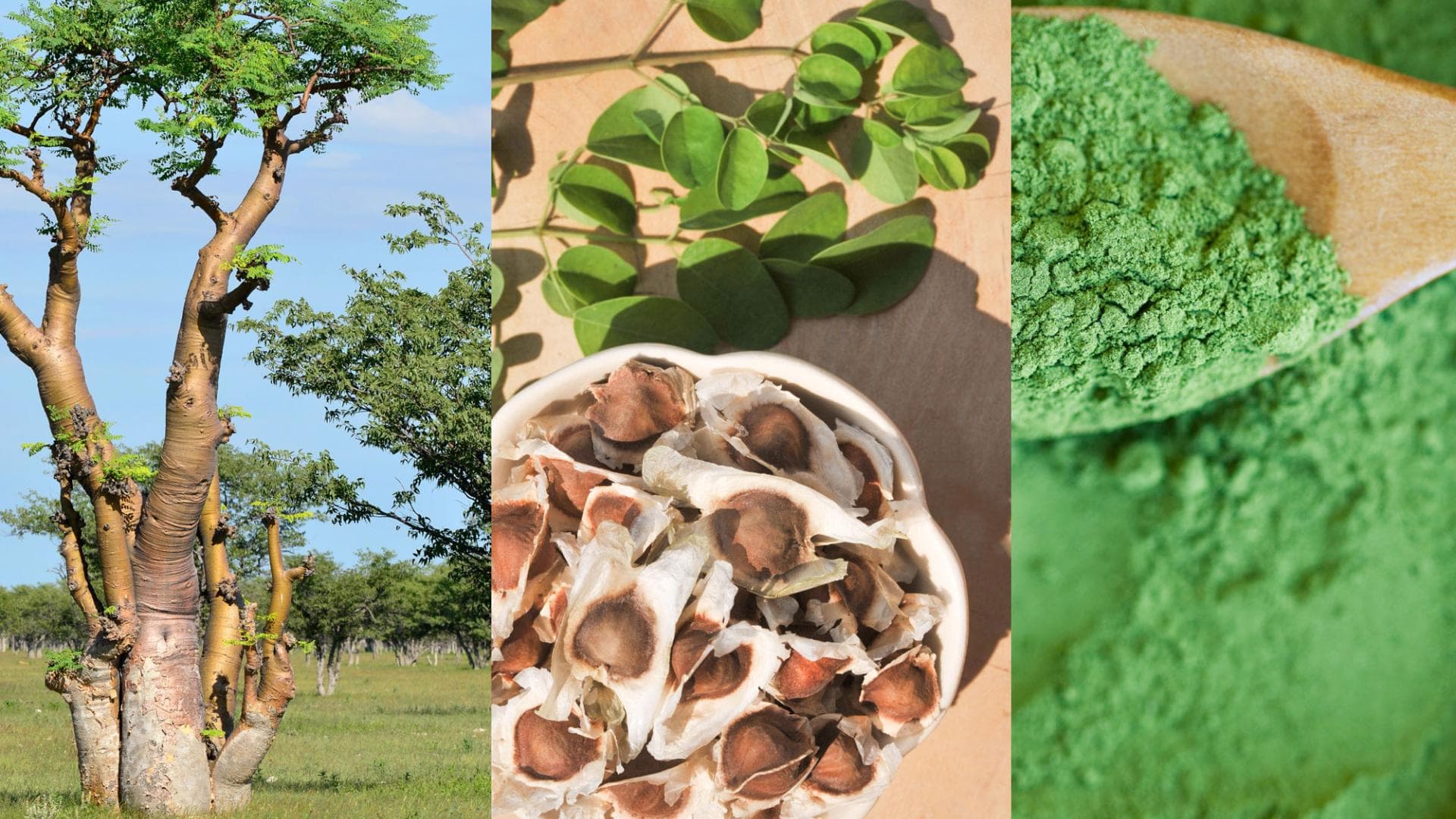 Moringa Foto