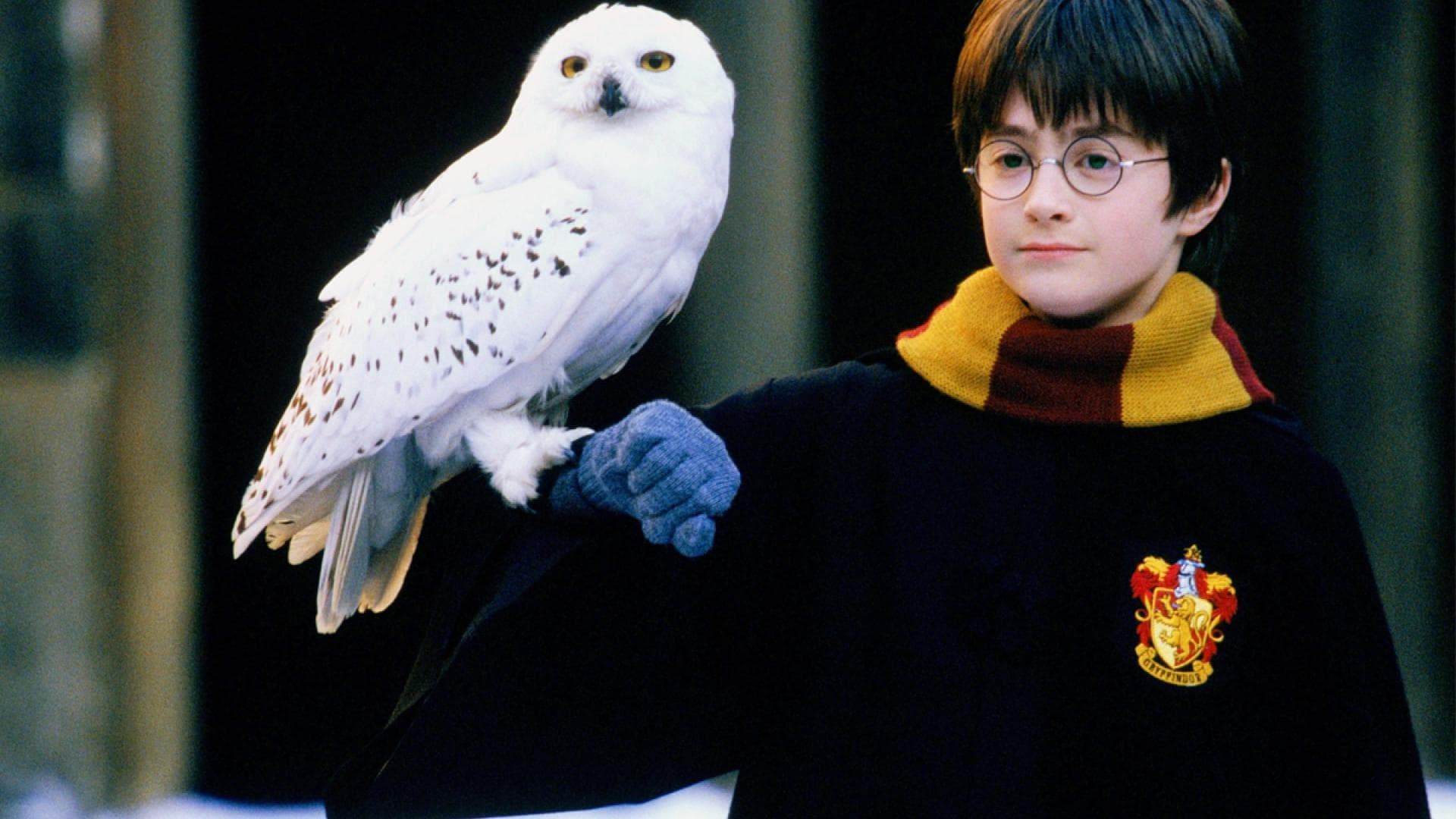 Es gibt zwei Harry Potter ddp