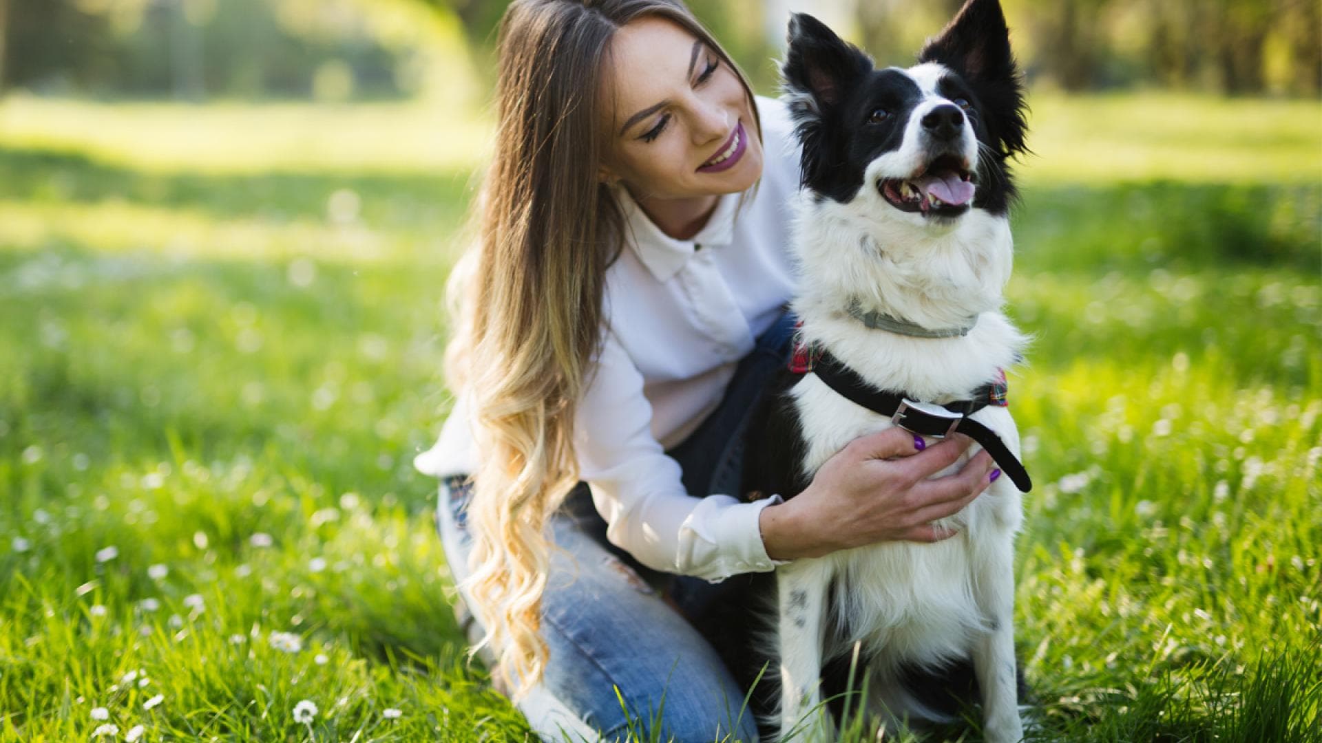 Dieser Expertentipp rettet Hundeleben was tun wenn Hund entlaufen ist