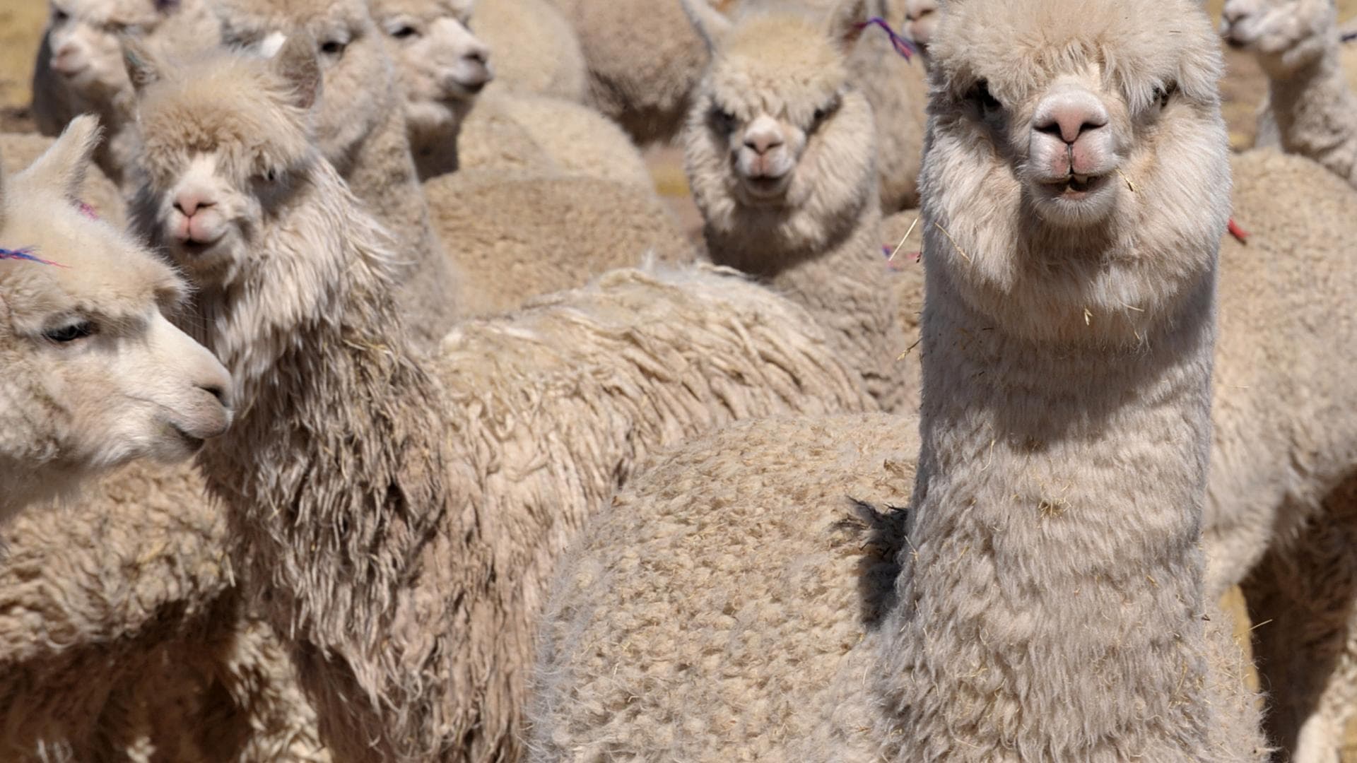 Alpaka Herde Trend Tier 