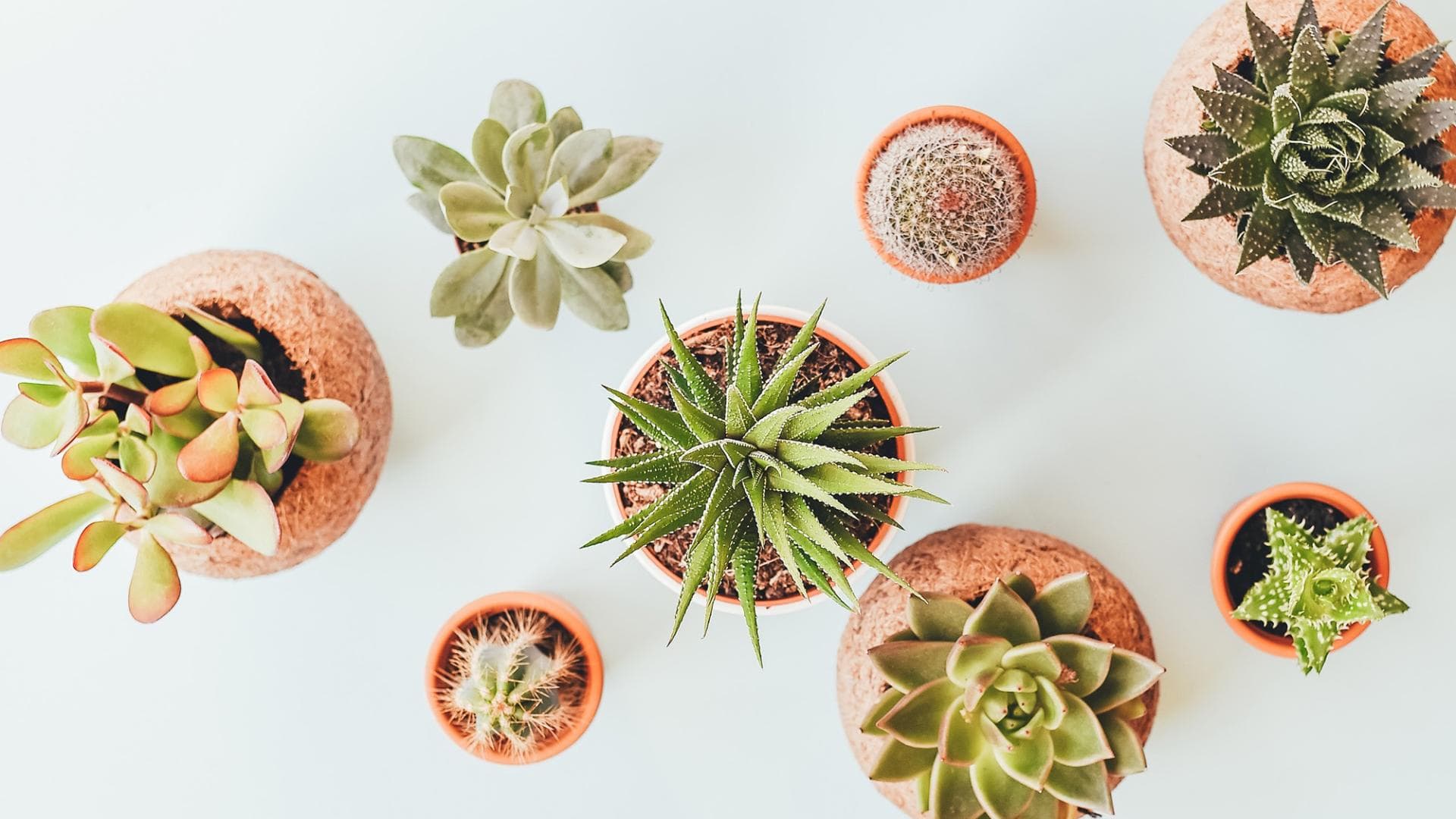 Hauspflanzen für gute Stimmung