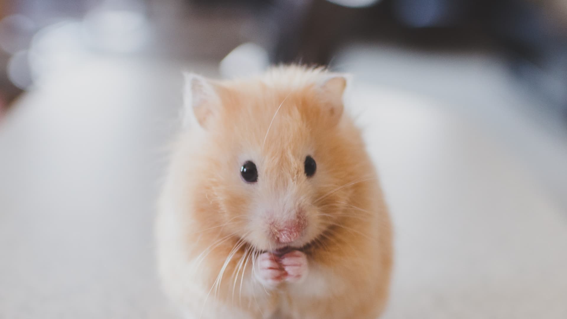 tierversuchtsfrei-dove-hamster