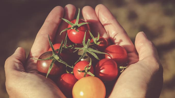 Tomaten