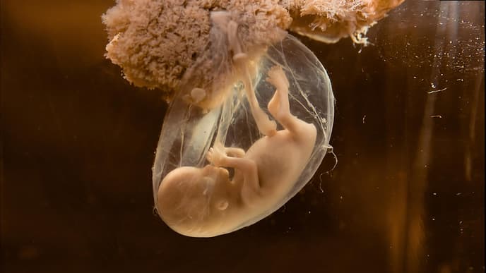 embryo ungeborenes kind