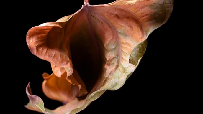 vagina blüte