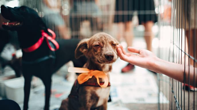 Hunde in einem Hundegitter