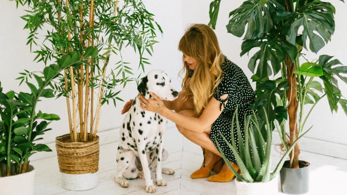 Psychotest: Welcher Hund passt zu mir?
