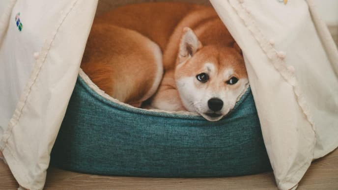 Hund im Bett