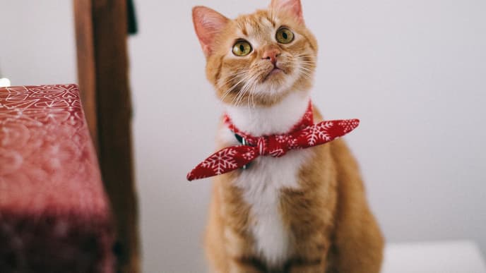 Katze