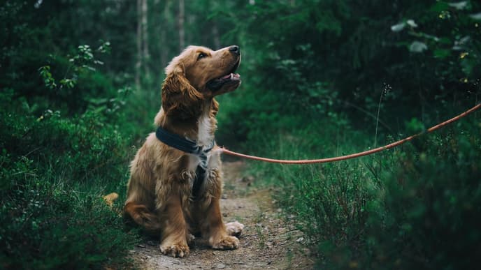 Corona bei Hunden