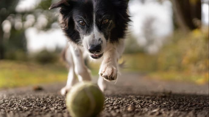 Hund mit Ball 