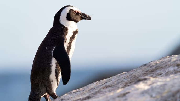 Pinguin auf einem Stein