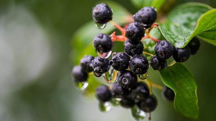 Aronia