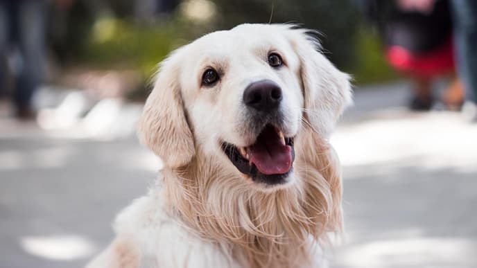 Golden Retriever