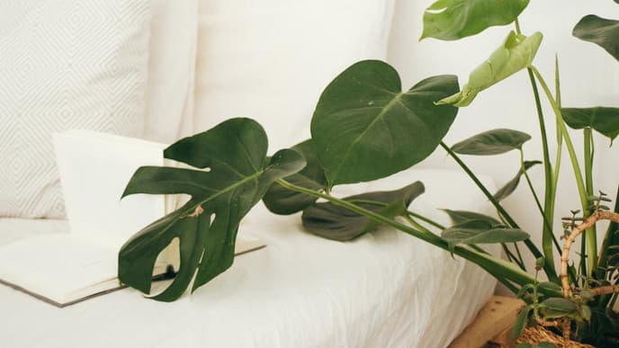 Pflanze im Schlafzimmer