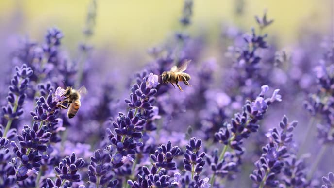 Sonnenpflanzen: Lavendel und Bienen
