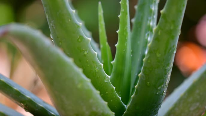 Aloe Vera