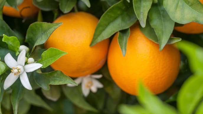 Orangenbluete