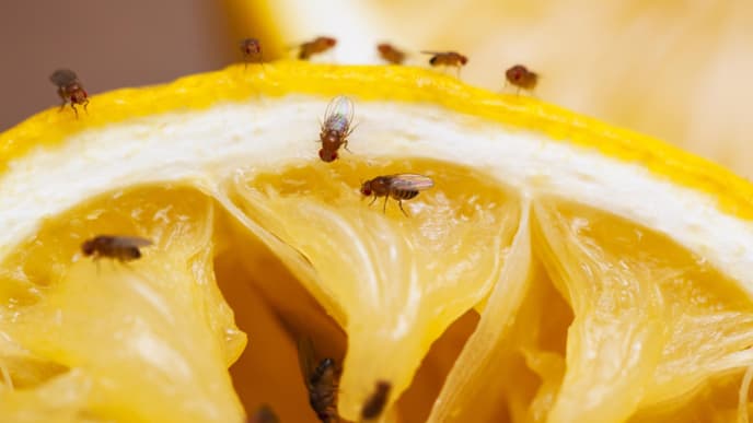 Fruchtfliegen auf Obst