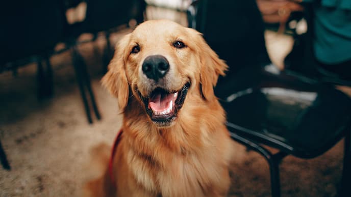 Golden Retriever