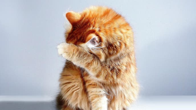 Diese Lebensmittel darf deine Katze auf keinen Fall fressen