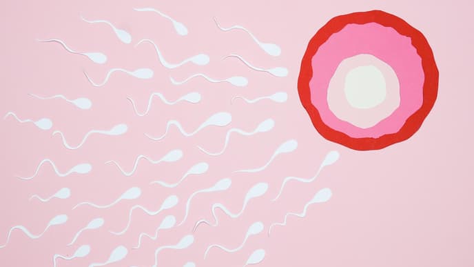 Befruchtung Eizelle Grafik
