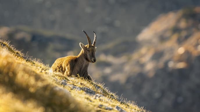 Steinbock auf der Wiese