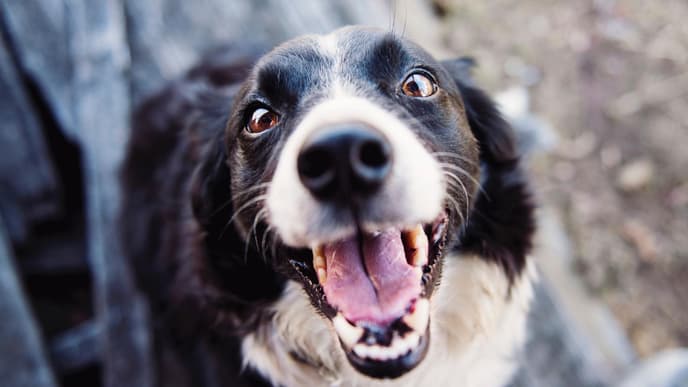 Hund beruhigen